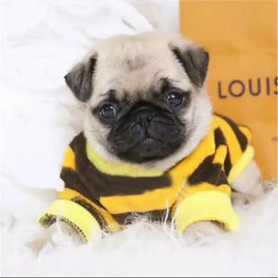 本地纯种巴哥幼犬活体哈巴狗憨憨短毛犬可爱小型家养宠物狗狗