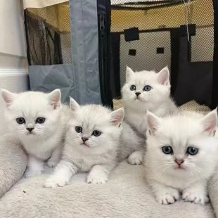 纯种英短银渐层幼猫金渐层猫血统宠物猫舍金点银点矮脚猫