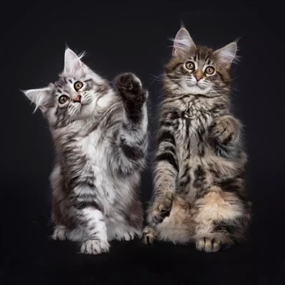 纯种缅因猫幼猫宠物猫咪活体烟灰黑棕虎斑缅因长毛猫