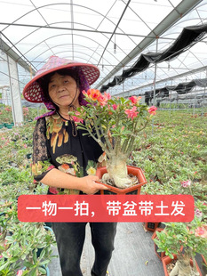开花懒人植物 沙漠玫瑰一物一拍花卉盆栽好养四季