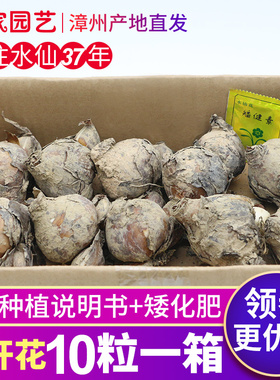 水仙花种球水仙重瓣花种子室内水养冬季花卉水培盆栽漳州水仙种球