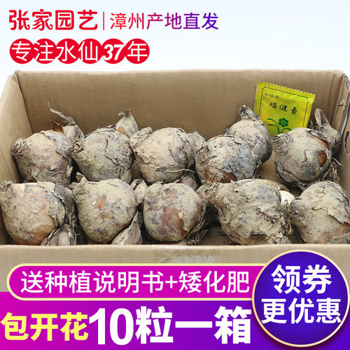 漳州水仙花种球冬季单瓣春节花