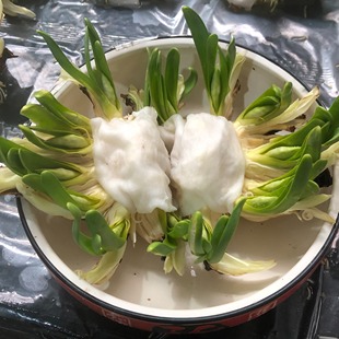 【带盆雕刻好】漳州水仙花水培植物室内开花浓香型耐寒