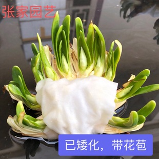 【雕刻养护好水仙】漳州水仙花雕刻养护好春节开花水培植物