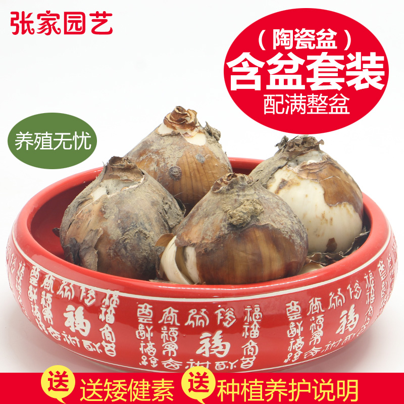 【含盆单瓣套餐】漳州水仙花种球室内水养盆栽水培花冬季花卉水仙