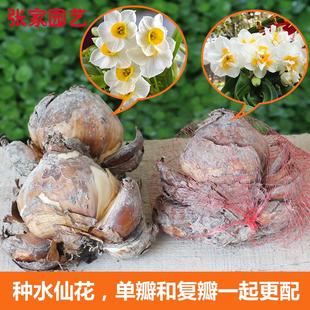 【单瓣+复瓣组合装】漳州水仙花种球水培种子室内盆栽花卉植物