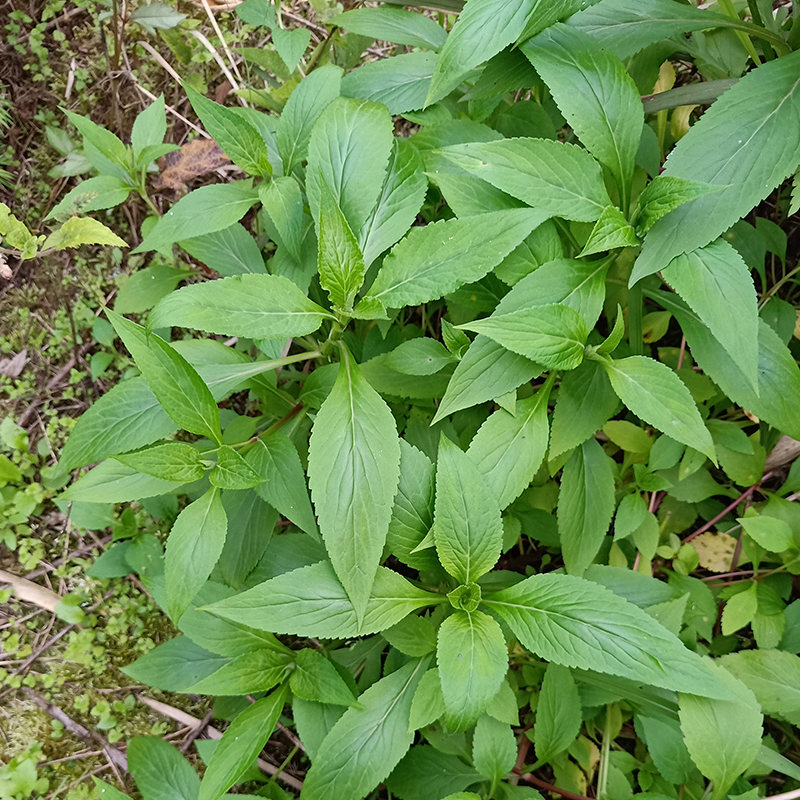 重庆原生态纯野生苦菜公清火去热野菜苦斋婆苦丁菜酱败菜2斤现摘