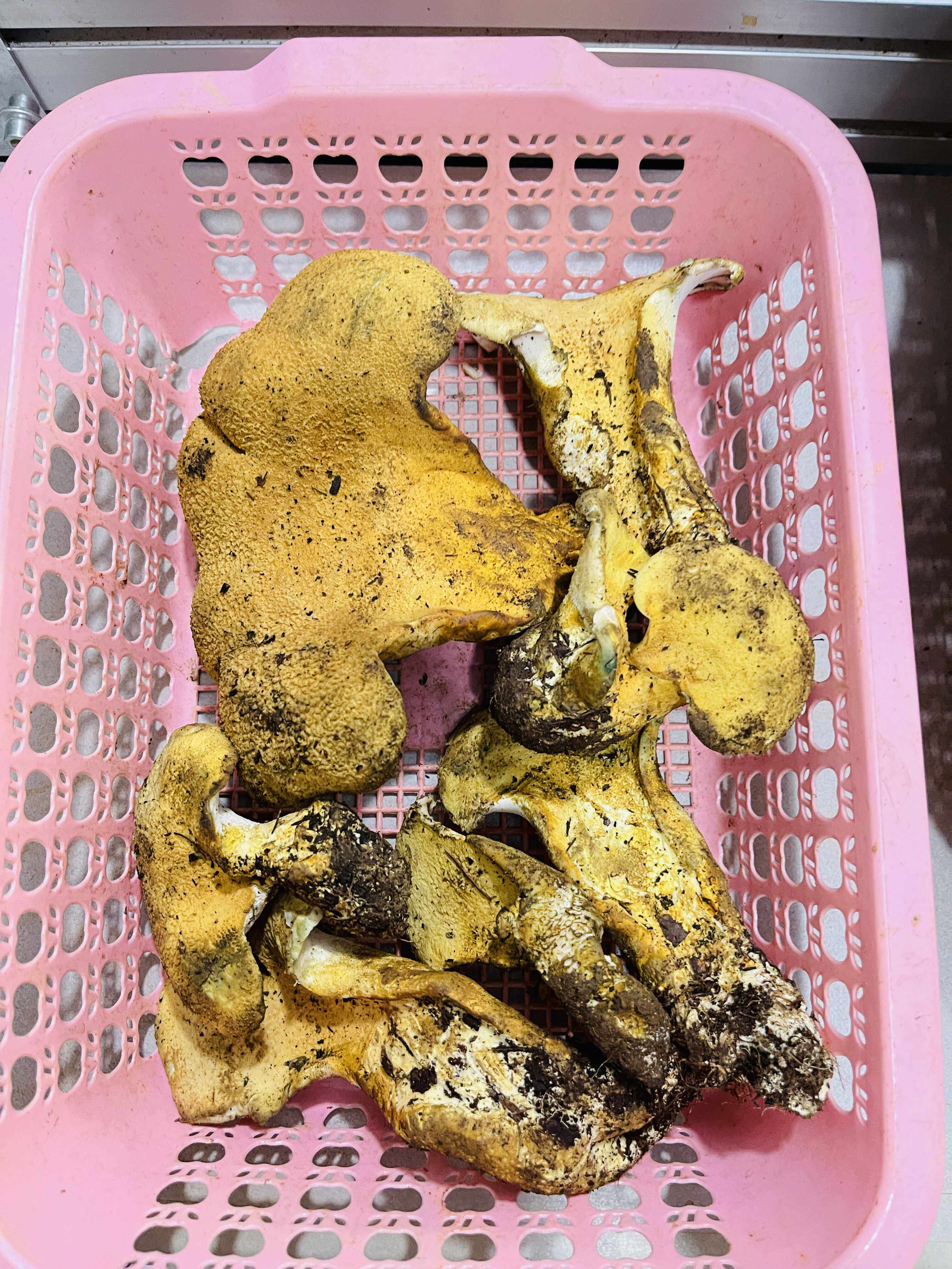 云南新鲜野生黄虎掌菌1斤2斤顺丰包邮