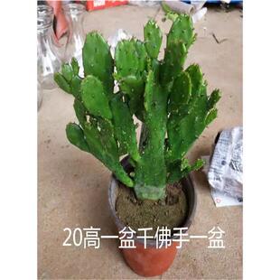 千手观音盆栽植物室内阳台绿植花卉仙人掌类千佛手多肉植物