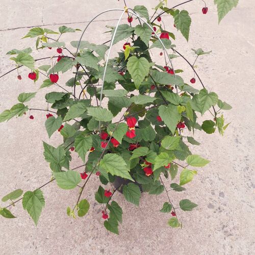 藤本植物灯笼花盆栽蔓性风铃花四季开花爬藤室外庭院好养易活花卉
