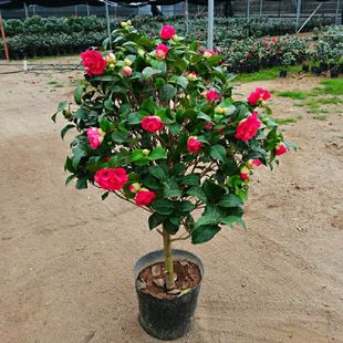 克瑞墨大牡丹茶花带花苞树苗巨型带香味室内阳台四季长青好养原盆