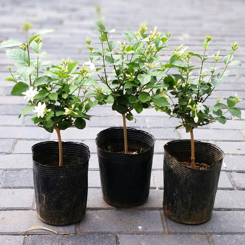 笔尖茉莉单瓣茉莉花盆栽阳台室内植物独杆花苗茉莉浓香型夏秋开花
