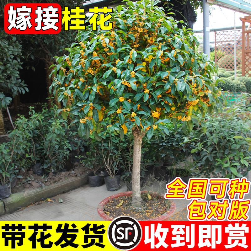 桂花树苗盆栽庭院别墅耐寒