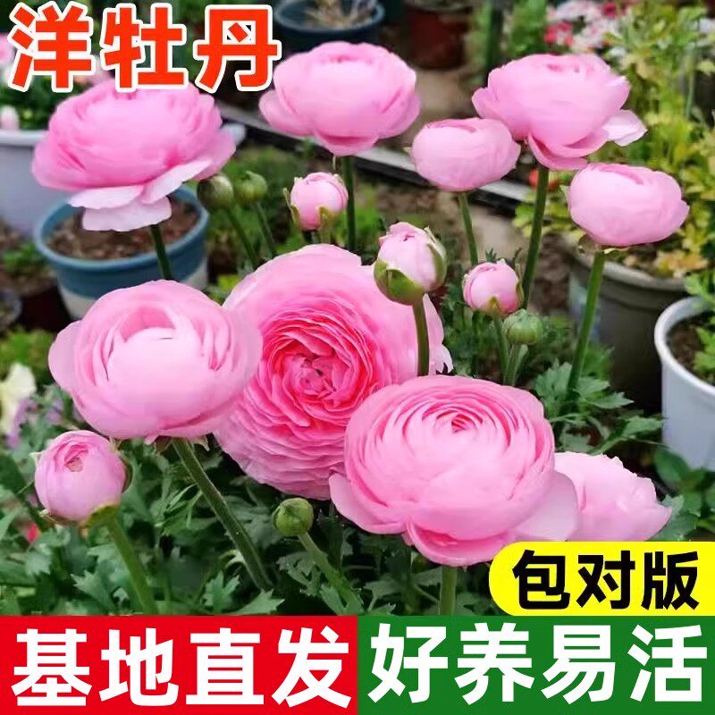 洋牡丹盆栽带花苞花苗鲜花种球花毛茛苗进口重瓣球根花卉植物室内