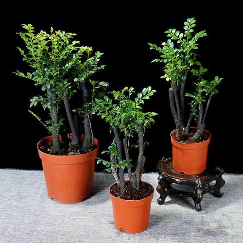 小叶紫檀盆景树苗黑骨茶桩