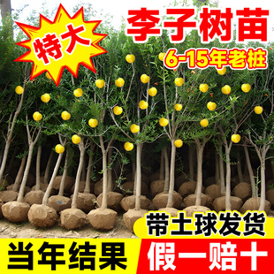 正宗蜂糖李子树苗嫁接新品种果树苗早熟南北四季种植盆栽当年结果