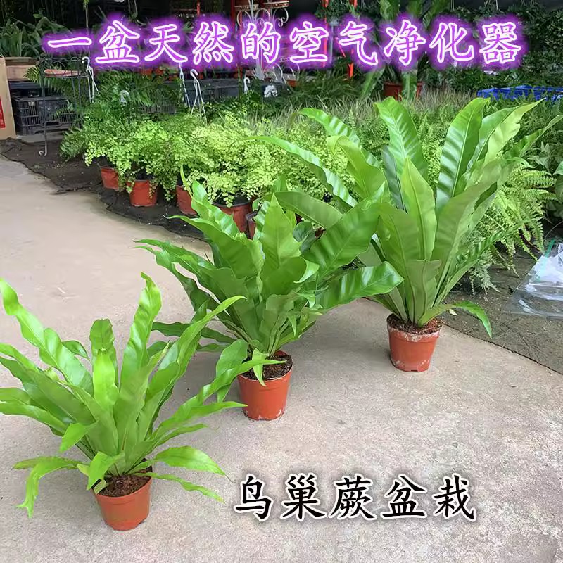 鸟巢厥盆栽净化空气蕨类植