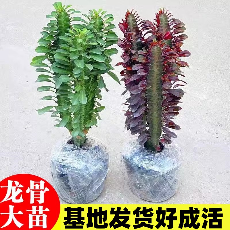 巴西龙骨植物盆栽大办公室桌面招财盆景室内客厅好养多肉绿植花卉