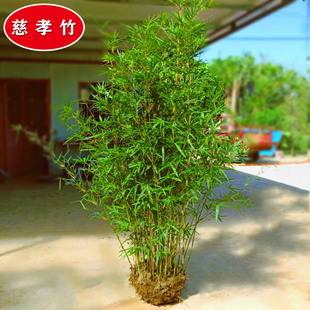 竹子苗慈孝竹庭院观赏竹四季种植丛生竹大型窝竹凤尾竹阳台盆栽竹