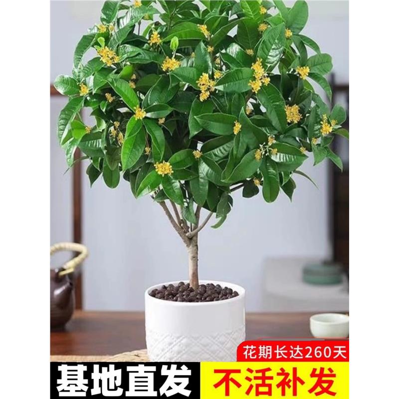 桂花树苗盆栽可食用金四季