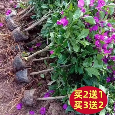 三角梅重瓣阳台盆栽精选壮苗爬藤植物室内外四季开花小苗阳台花卉