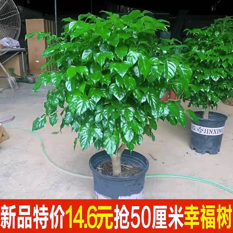 幸福树盆栽植物四季常青办公室内好养盆景净化空气吸甲醛桌面绿植