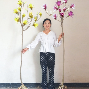 玉兰树苗大型地栽耐寒花卉盆栽庭院室内外四季种植黄紫广玉兰花苗