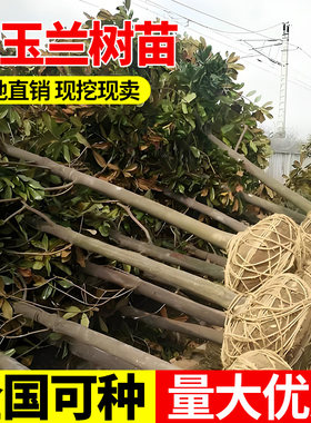 广玉兰树苗庭院行道带土球