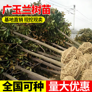 广玉兰树苗庭院行道树带土球发货风景工程绿化苗四季常青大苗耐寒