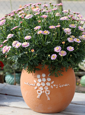 创意红陶花盆复古浮雕陶土阳台吸水透气多肉简约花卉绿植大号盆栽