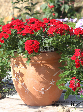 陶土透气红陶花盆家居阳台多肉植物花卉盆栽室内外粗陶土泥瓦花盆