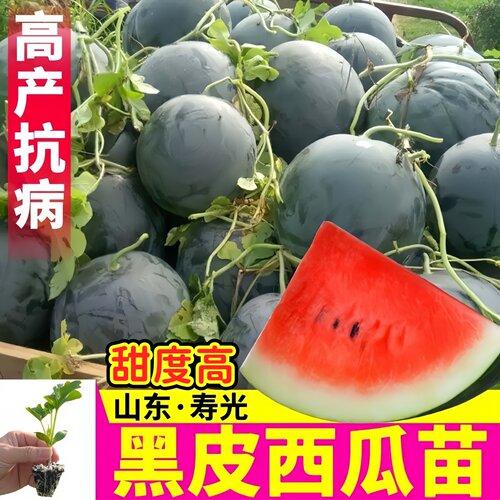 山东寿光黑皮西瓜苗秧高