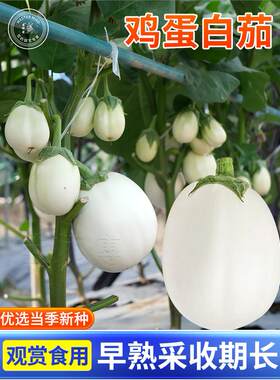 白茄子种籽圆长茄鸡蛋苗