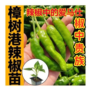 皮薄香辣樟树港辣椒苗秧带土球小青椒辣椒种子 四季春秋菜苗庭院