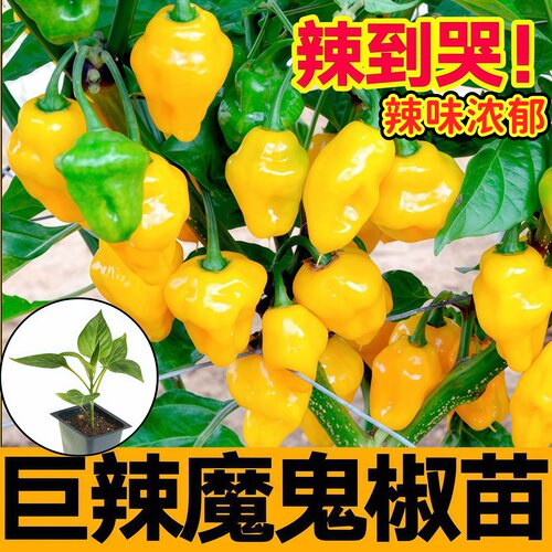 巨辣变态辣断魂椒魔鬼椒