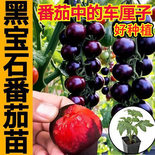 糖水炸弹黑宝石番茄苗秧