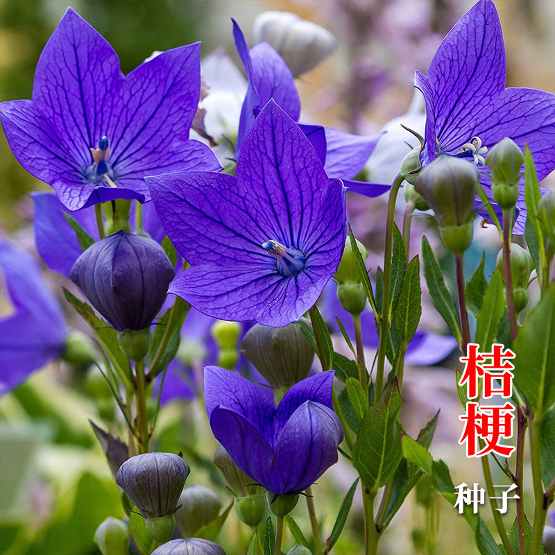 桔梗药材种子铃铛花种籽图片
