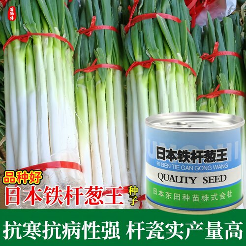 日本铁杆葱王种子高产耐