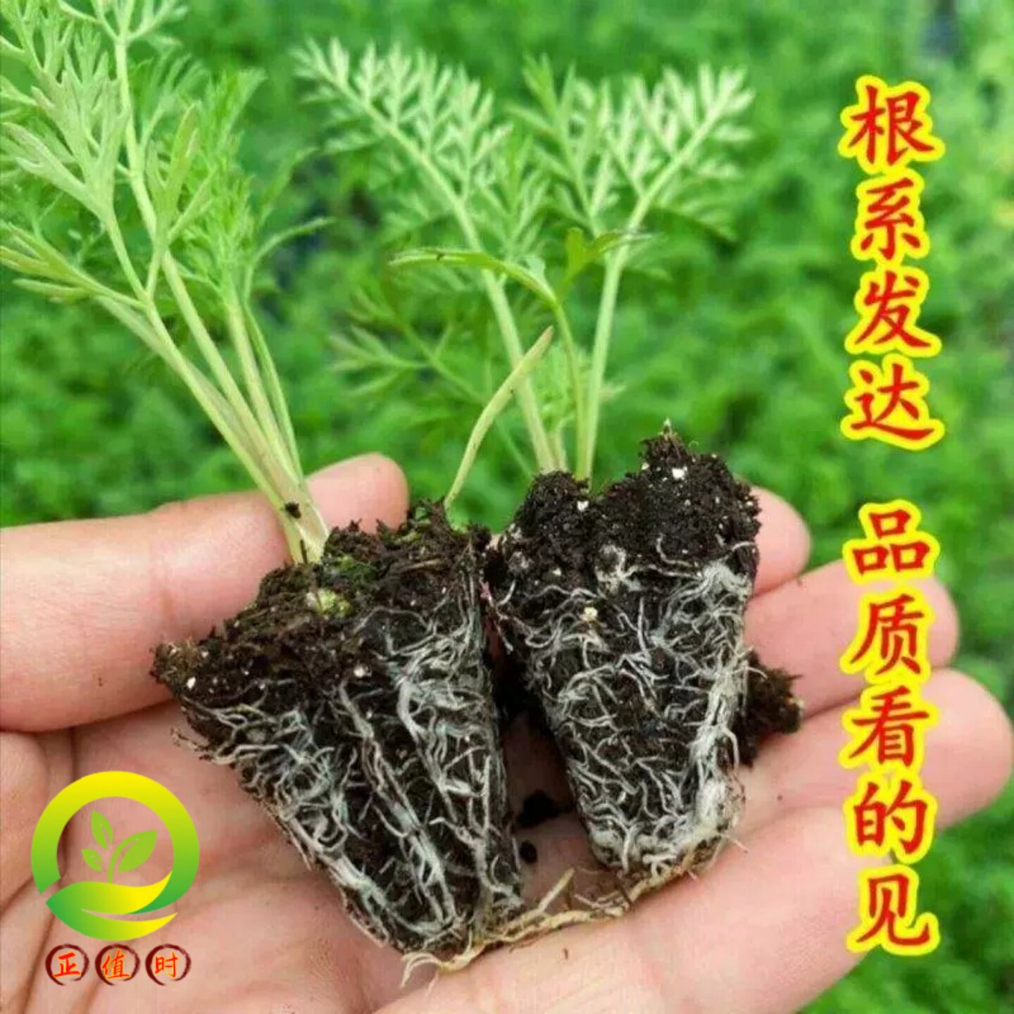 红胡萝卜秧苗带土红萝卜苗新鲜芽苗菜苗水培萝卜苗吃萝卜幼苗包邮