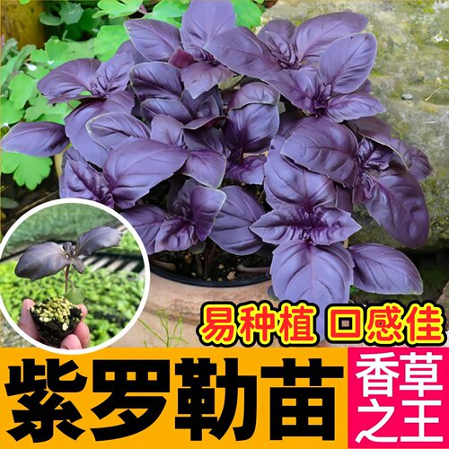 正宗大叶甜罗勒苗秧九层