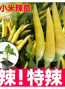 红白小米辣椒苗秧种子泡