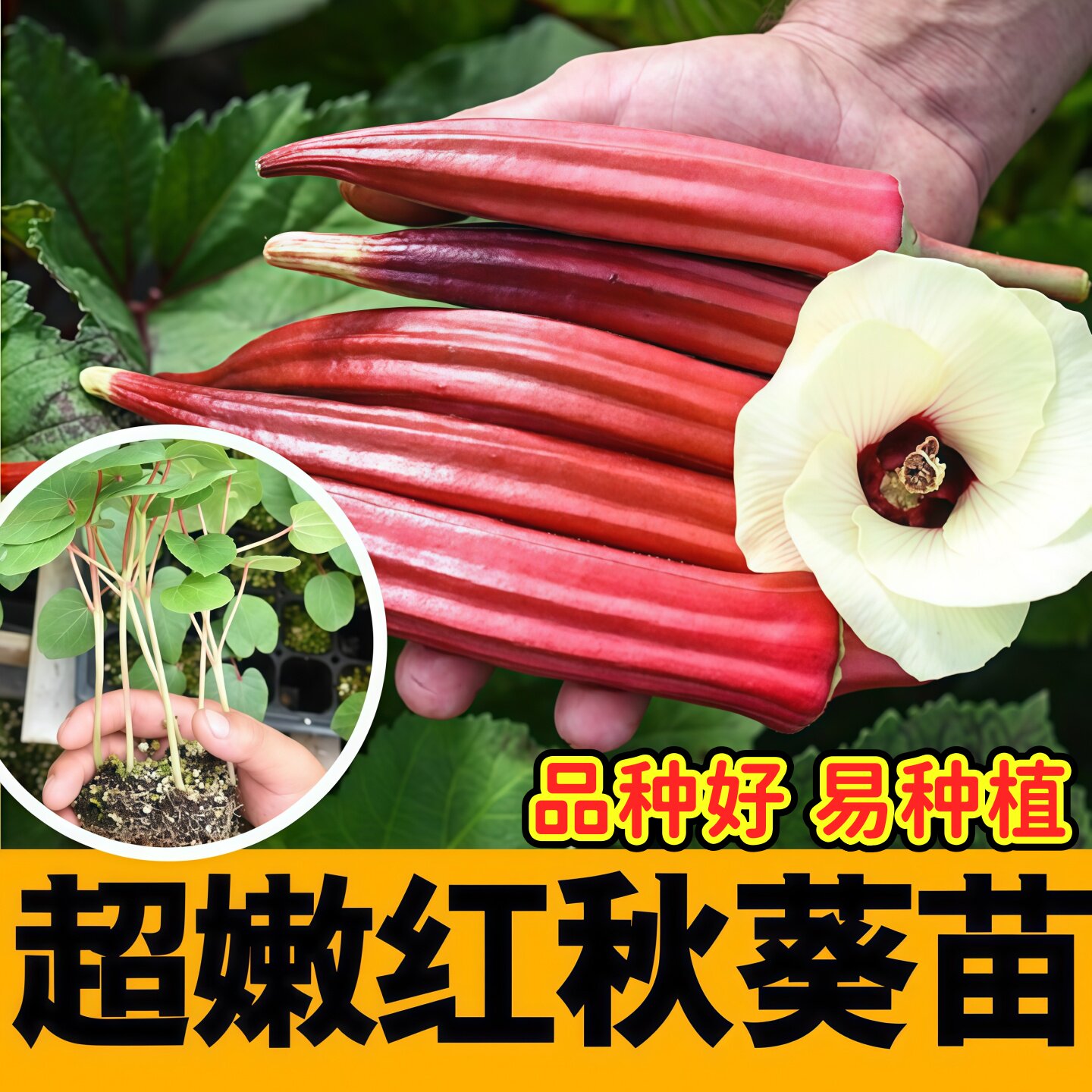 超级嫩奶油红秋葵秧苗四