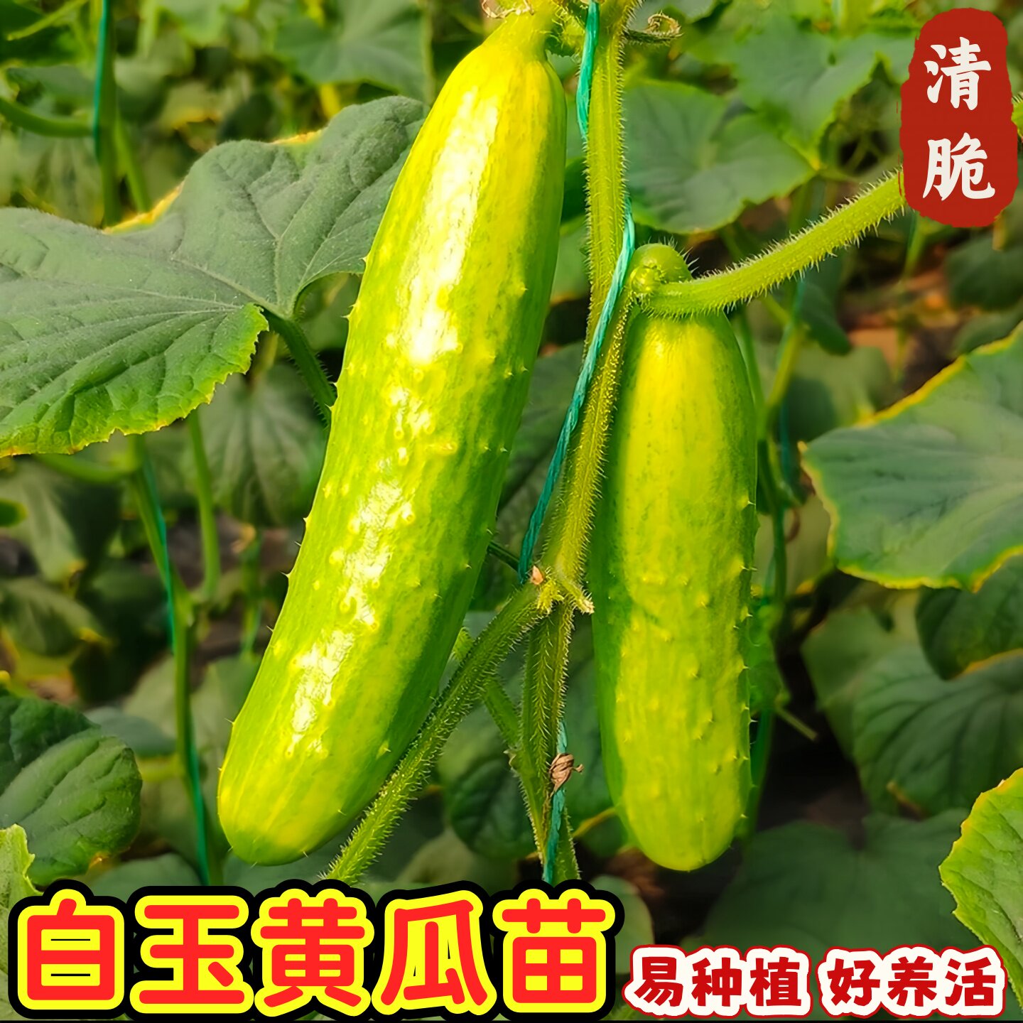 白玉黄瓜秧苗早熟产量高带土发货易种植口感超好品种好黄瓜秧苗图片