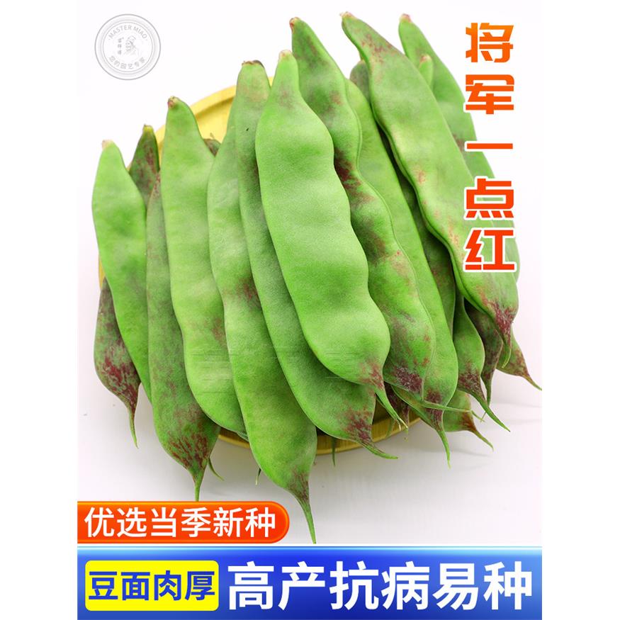 将军一点红大油豆种子东图片