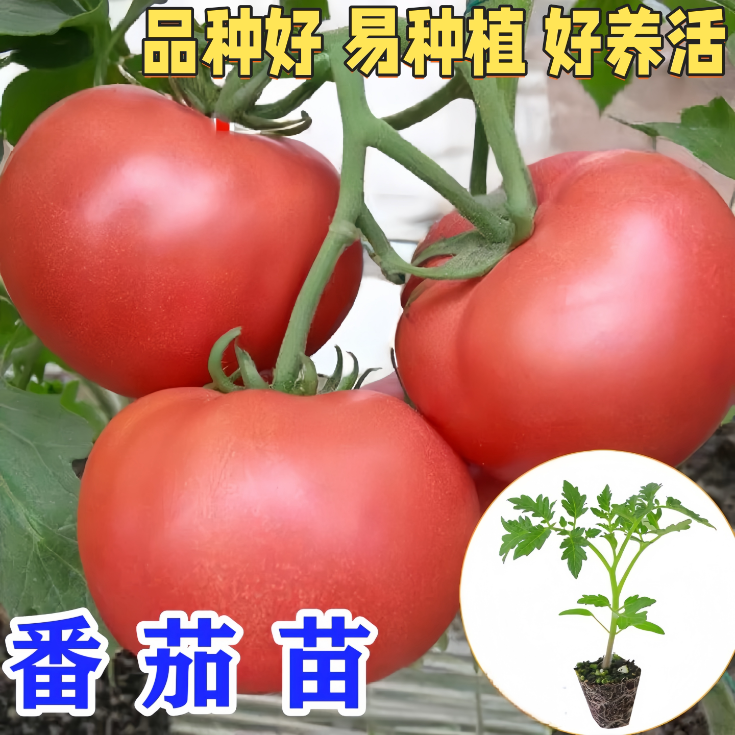 番茄苗秧种子苗红圣女果图片