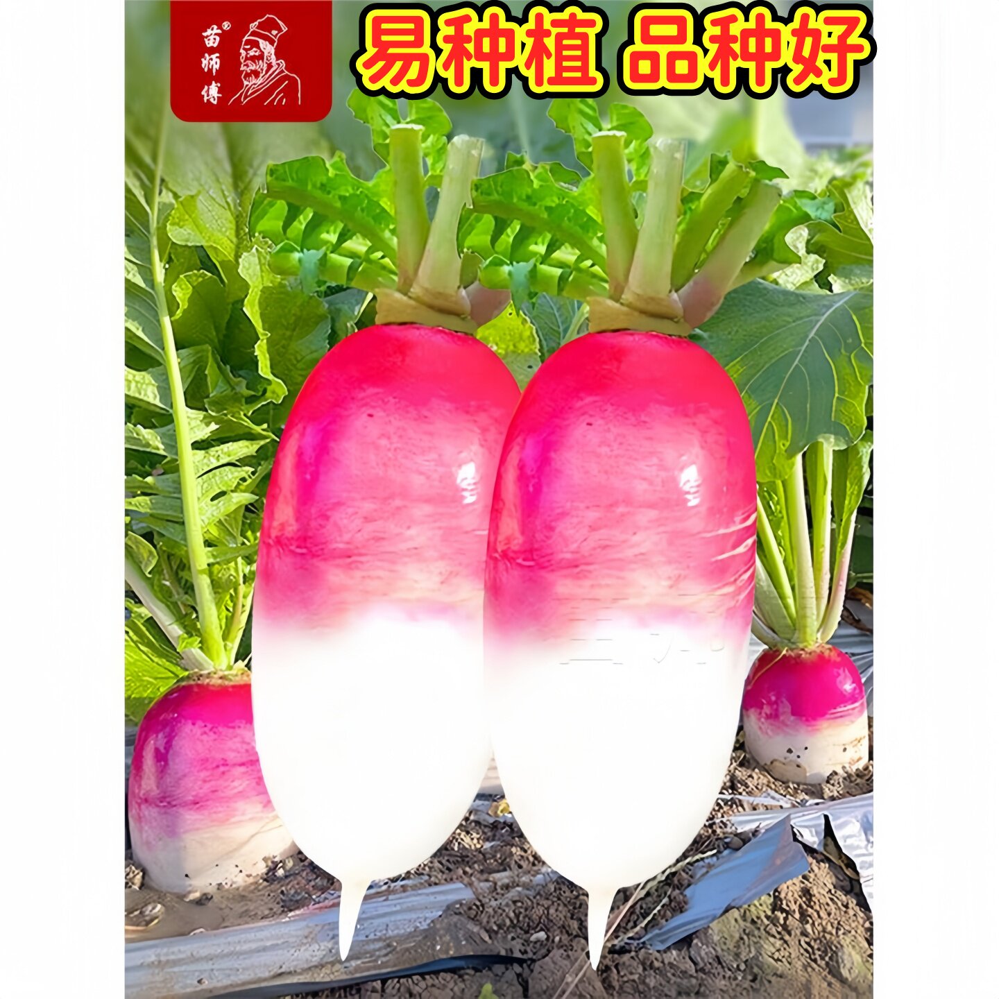 一点红水果萝卜种子耐寒图片