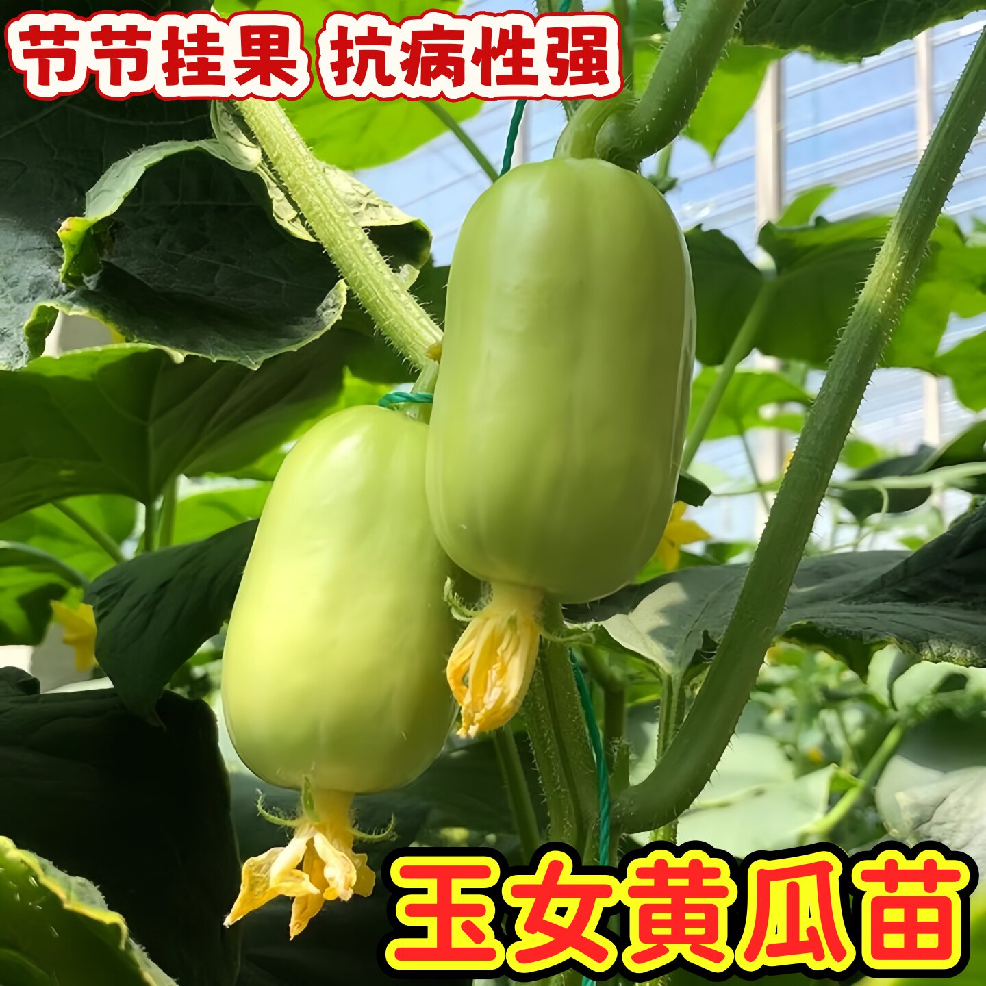 玉女水果黄瓜秧苗拇指黄瓜金童白玉黄瓜脆甜小黄瓜青瓜生吃黄瓜苗图片