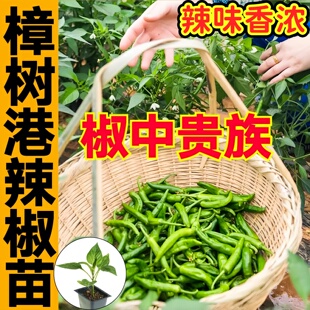 椒中贵族正宗湖南樟树港小辣椒苗秧苗四季盆栽种子高产香辣朝天椒