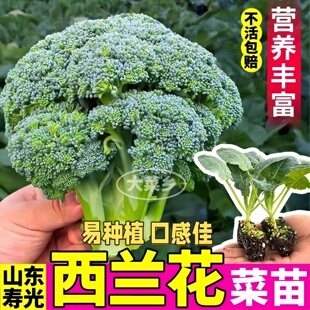西兰花苗秧包对版带土球花球紧紫花菜甘蓝包菜种易种四季盆栽阳台
