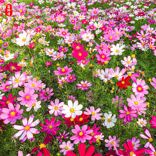 混色波斯菊花种子格桑花种籽子七彩易活四季易种庭院室外野花组合